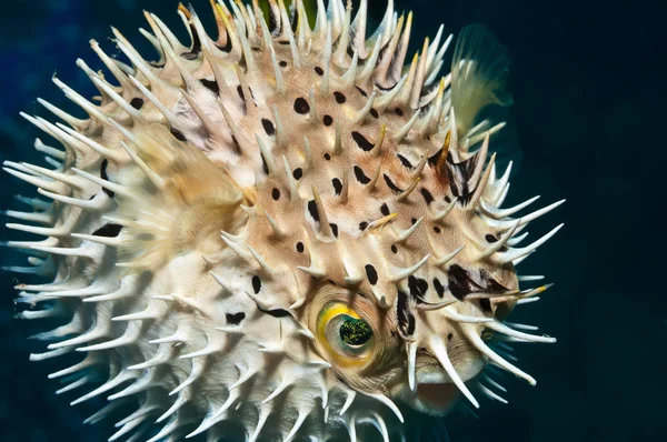 şişirilmiş balloonfish