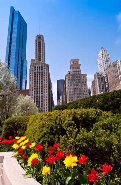 Chicago e tulipani — Foto Stock