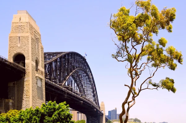 Sydney bridge en eucalyptus boom — Stockfoto