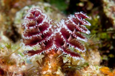 Christmas Tree worms clipart