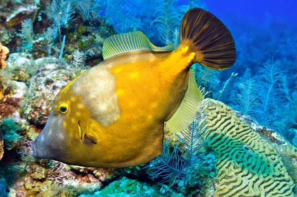 Whitespotted filefish — Stok fotoğraf