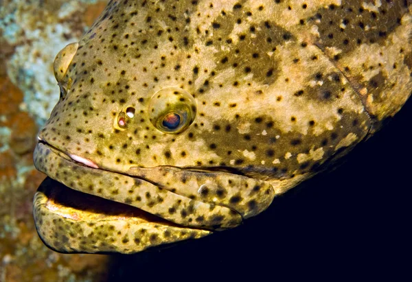 Portret jewfish — Zdjęcie stockowe