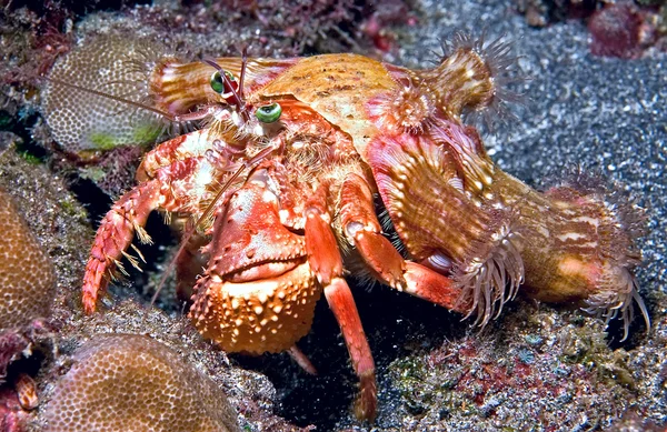 münzevi kimse Yengeç