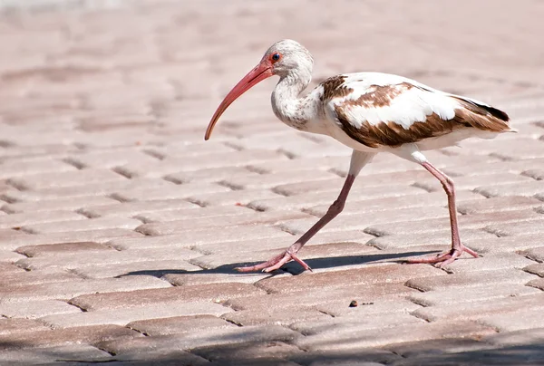 Juvenile Ibis — Stock Photo, Image