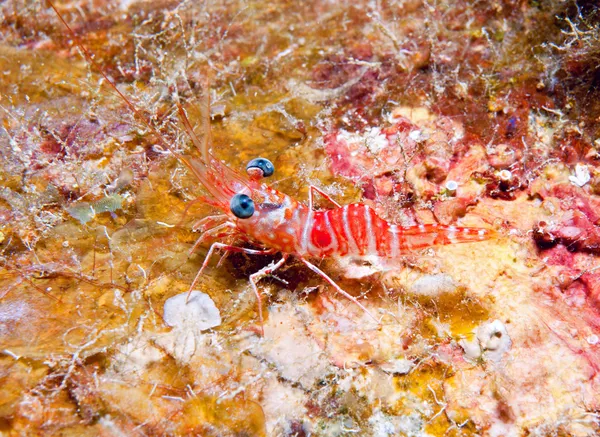 Camarones de noche roja — Foto de Stock