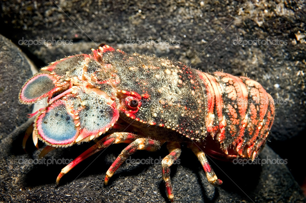 Frozen Slipper Lobster