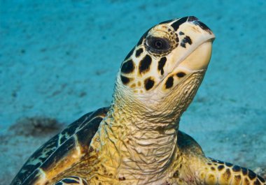 hawksbill portresi