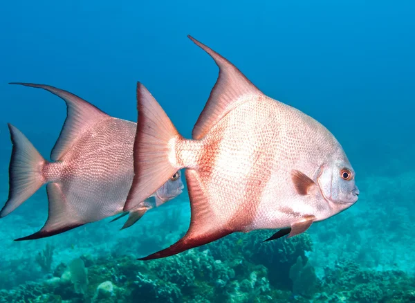 Atlantic spadefish — Zdjęcie stockowe