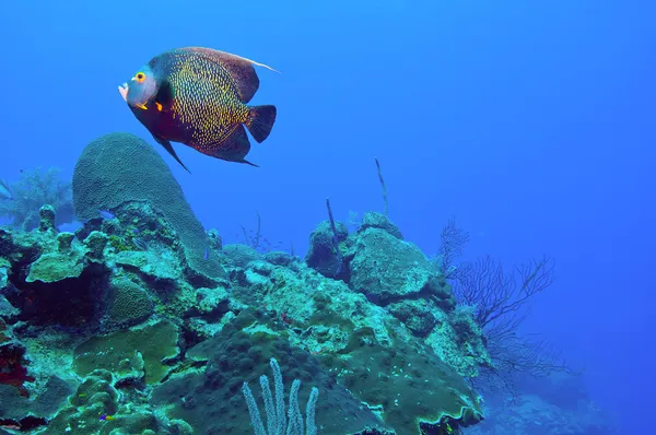 フランス語のエンゼルフィッシュとサンゴ礁 — ストック写真