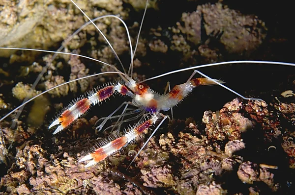 Camarones de coral con bandas — Foto de Stock