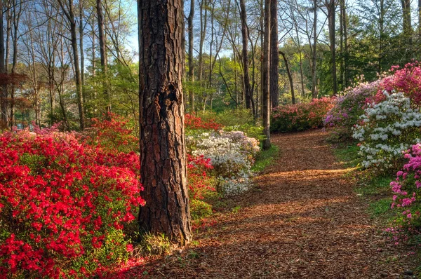 Woodland path — Stock Photo, Image