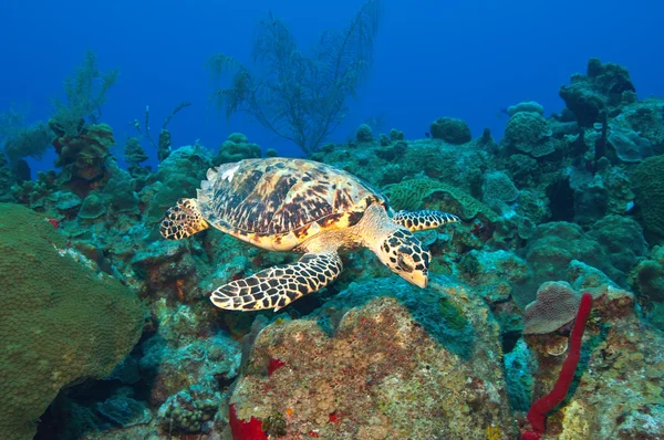 Tartaruga de Cayman — Fotografia de Stock