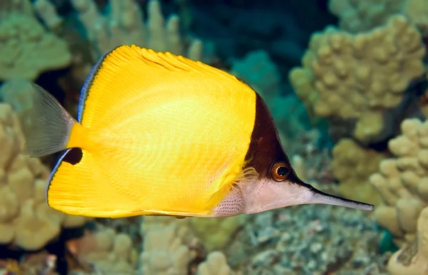 Butterflyfish — Stok fotoğraf