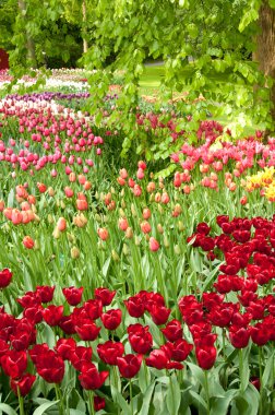 Keukenhof bahçeleri, Hollanda