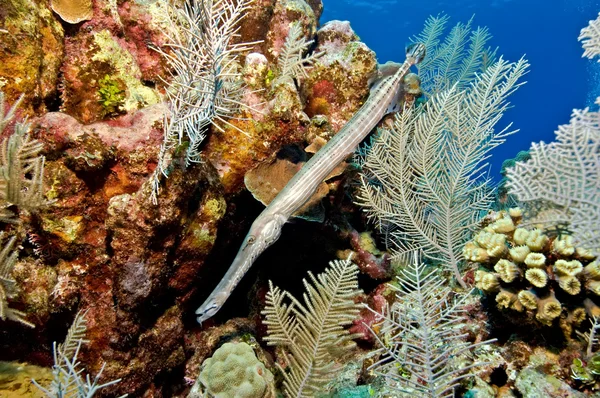 Trumpetfish på revet — Stockfoto