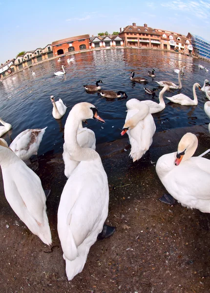 Labutě na řece Temži, windsor — Stock fotografie