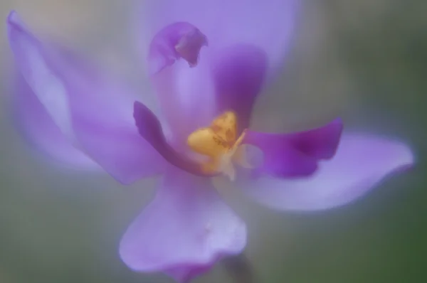 Пурпурная орхидея Стоковое Изображение