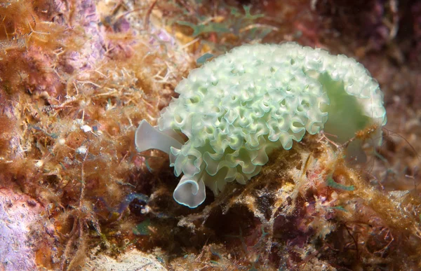 Lechuga Sea Slug — Foto de Stock