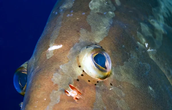 Te estoy mirando, ojos azules. ! — Foto de Stock