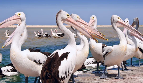 Pelicanos australianos Fotos De Bancos De Imagens Sem Royalties