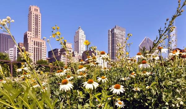 Giardino di Chicago — Foto Stock