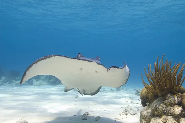 Stingray — Stock Photo, Image