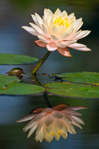 Waterlily reflection — Stock Photo, Image