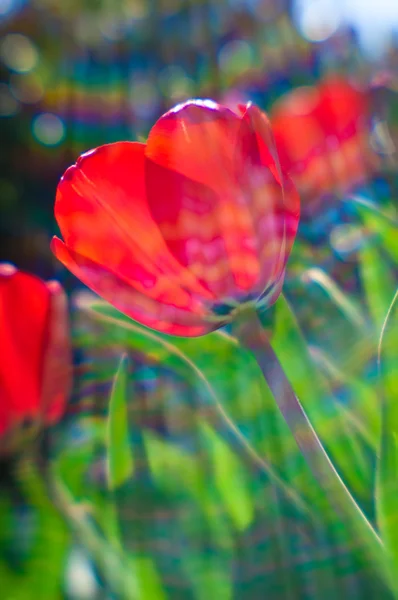 Tulipanes retroiluminados Fotos De Stock Sin Royalties Gratis