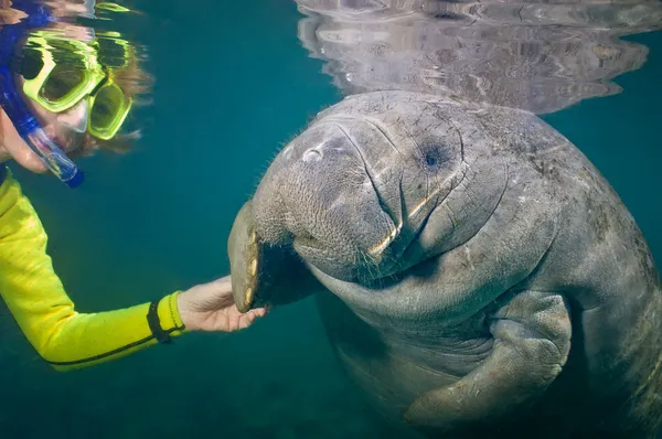 Manatee greeting Royalty Free Stock Images