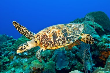 hawksbill kaplumbağa