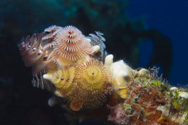 Noel ağacı solucanları