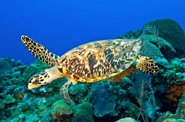 Karettsköldpaddan — Stockfoto
