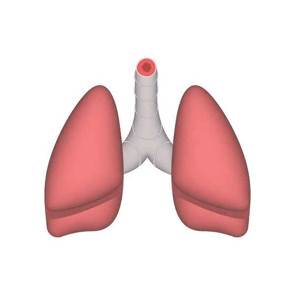 Estructura Anatomía Los Pulmones Humanos Ilustración Realista Del Vector Aislada — Archivo Imágenes Vectoriales