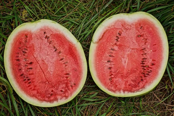 Dos Pedazos Sandía Roja Madura Encuentra Entre Hierba Verde Vegetación — Foto de Stock