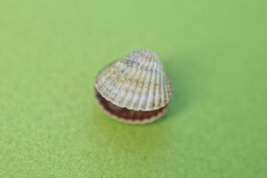 Küçük gri bir deniz kabuğu yeşil bir masada yatıyor.