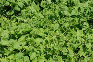 Doğal yeşil bitki dokusu doğada birçok yaprağı olan yabani bitkilerden.