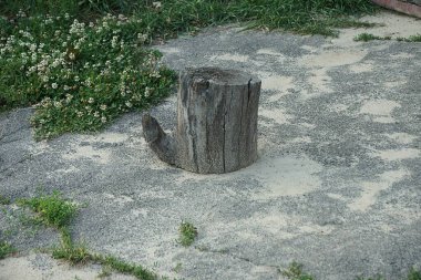 Gri asfalt ve sokaktaki yeşil çimlerin üzerinde duran eski kuru bir odun parçası.