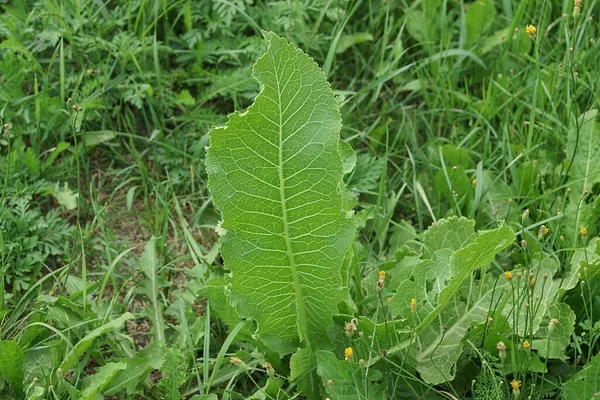One Green Leaf Horseradish Plant Grass Nature — Stock Photo, Image