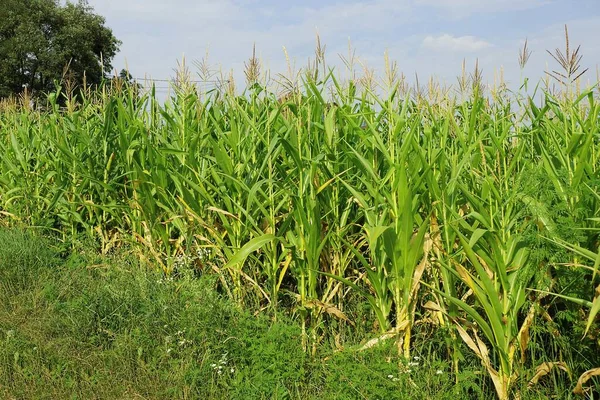 Verde Vegetação Alta Fileira Milho Grama Contra Céu Nuvens — Fotografia de Stock