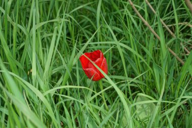 Doğada yeşil çimlerde bir kırmızı lale çiçeği