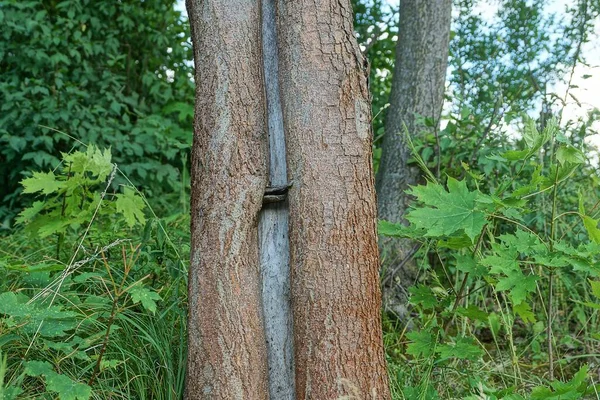 One Gray Tree Large Crack Trunk Green Vegetation Park — Stock Photo, Image