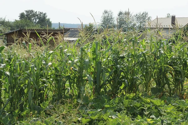 Zielony Wysoki Rząd Roślinność Kukurydzy Trawy Niebie — Zdjęcie stockowe