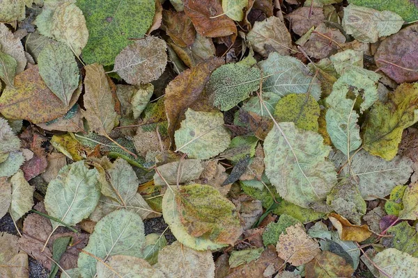 Texture Vegetale Naturale Foglie Secche Colorate Cadute Terra — Foto Stock