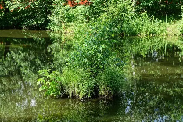Arbusto Verde Con Hierba Crece Agua Fangosa Pantano Naturaleza — Foto de Stock