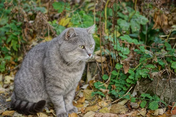 커다란 고양이 마리가 — 스톡 사진