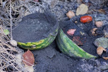 garbage from green pieces of watermelon in black ash in the drying of vegetation on the street clipart