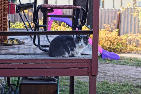 Eine Gefleckte Katze Sitzt Draußen Auf Einem Offenen Braunen Eisernen — Stockfoto