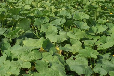 Yaz doğasında büyük balkabağı yapraklarının sebze yeşili dokusu.