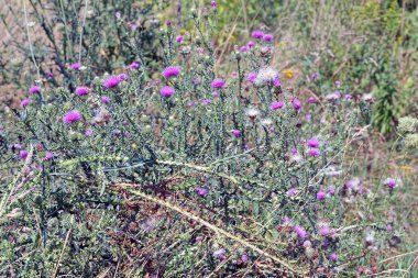 Vahşi yeşil çalılar ve bahçesinde kırmızı çiçekler olan çimenler.