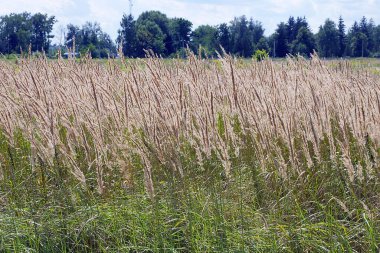 Gri kahverengi kuru otlar ormandaki yeşil bitki örtüsünün arka planına karşı